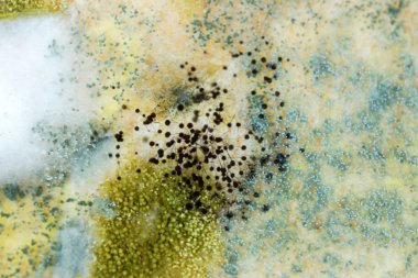 ekmek üzerinde kalıp