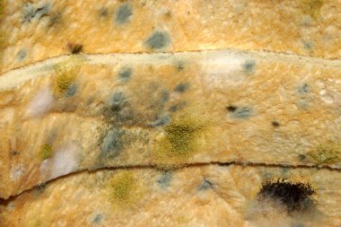 ekmek üzerinde kalıp