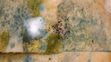 ekmek üzerinde kalıp