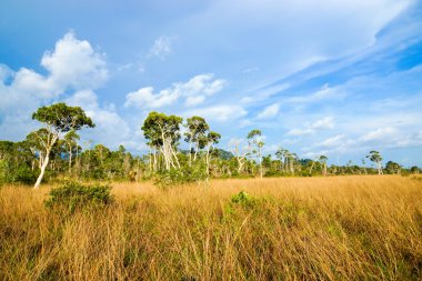 Savanna meralar, trang, Tayland.
