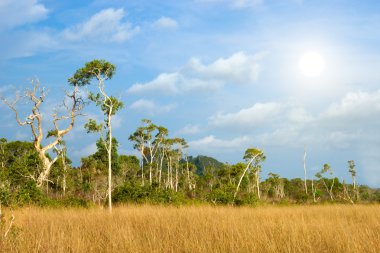Savanna meralar, trang, Tayland.