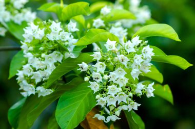 kokulu beyaz çiçekler.