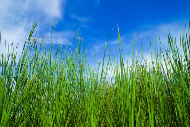 Typha latifolia, ortak bulrush, geniş yapraklı kuyrugu blackamoor, 