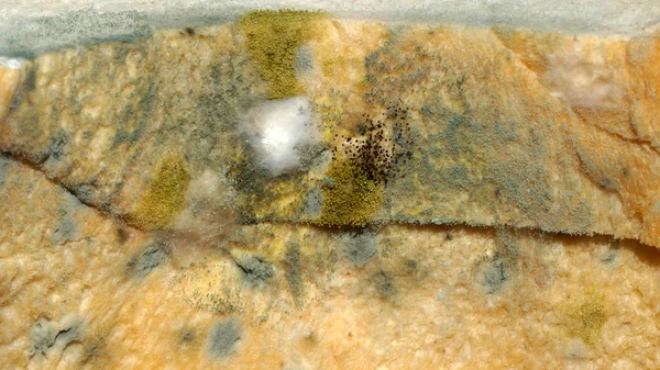 Mold on bread — Stock Photo, Image