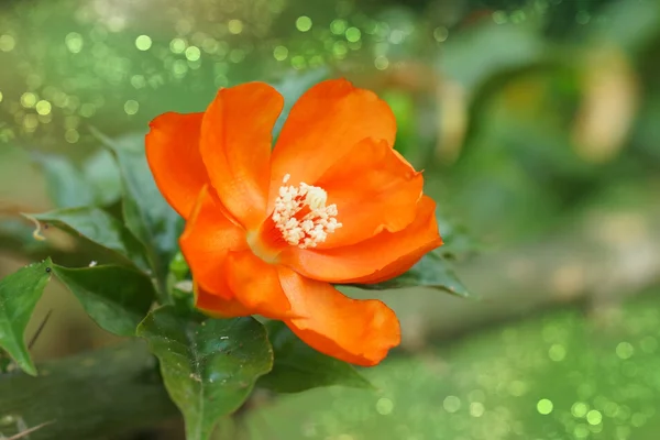 Cire Rose fleur — Photo
