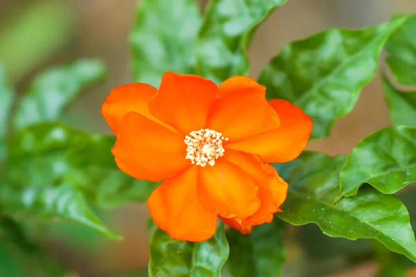 Rosa de cera flor — Foto de Stock