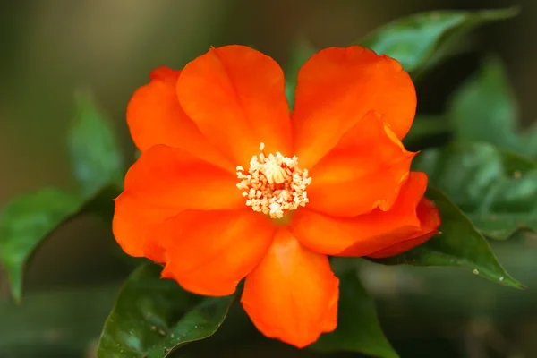 Rosa de cera flor — Foto de Stock