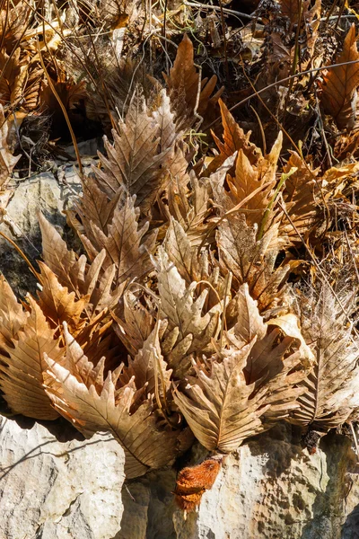 Drynaria leaf fern torka på klipporna — Stockfoto