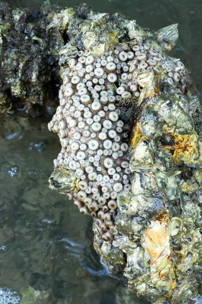 Barnacles, a rock — Stock Fotó