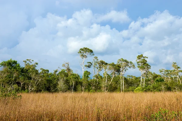 Savanna grasslands, Trang, Thaïlande . — Photo