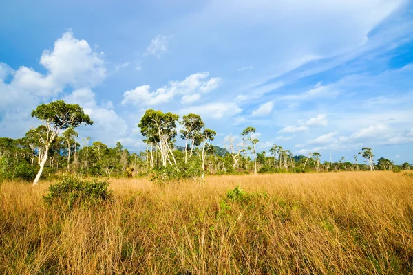 Savanna grasslands, Trang, Thailand. — Stock Photo, Image