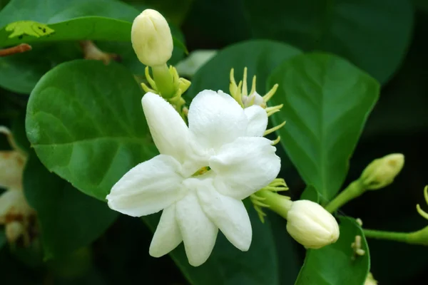 Jasmine flower — Stock Photo, Image