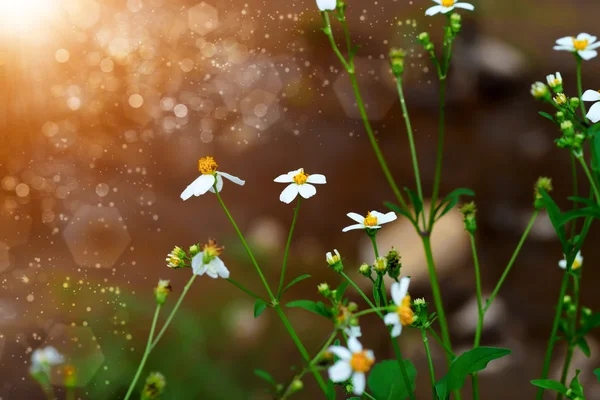 White Wildflowers in the natuer — Stock Photo, Image