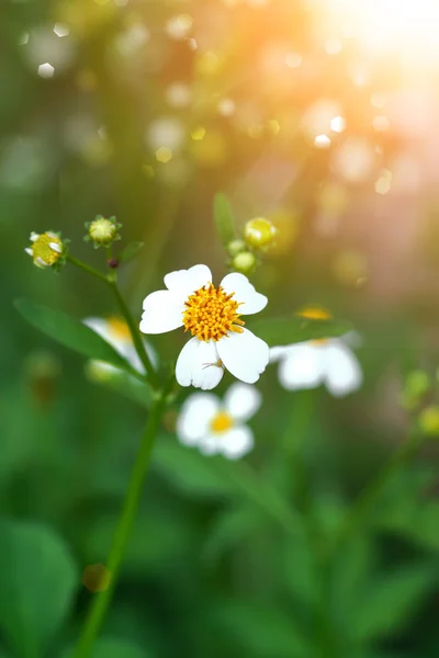 White Wildflowers in the nature — Stock Photo, Image