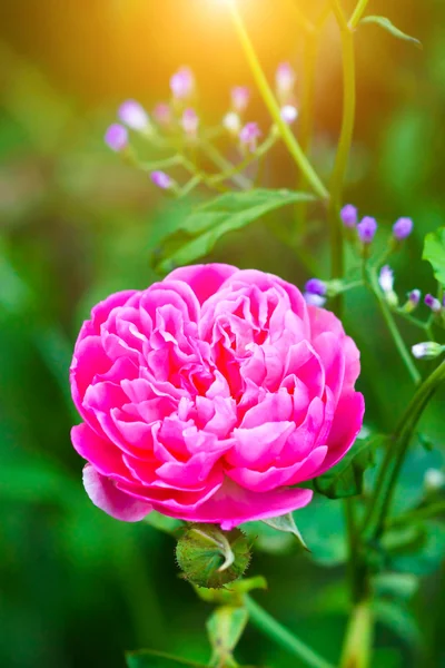 Schöne rosa Rose in einem Garten — Stockfoto