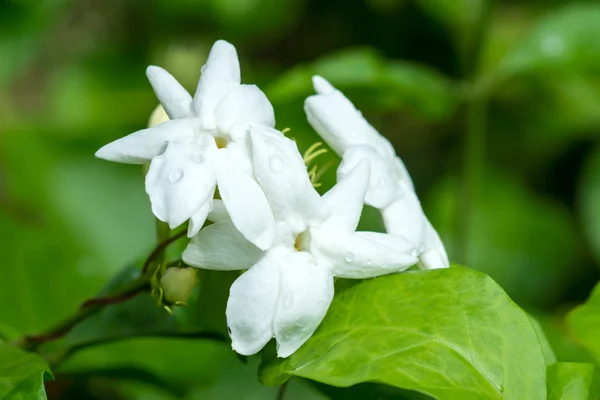 Jasmijnbloem — Stockfoto