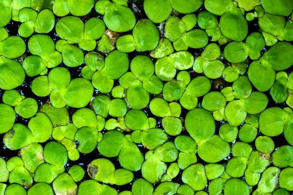 Macro of duckweed — Stock Photo, Image