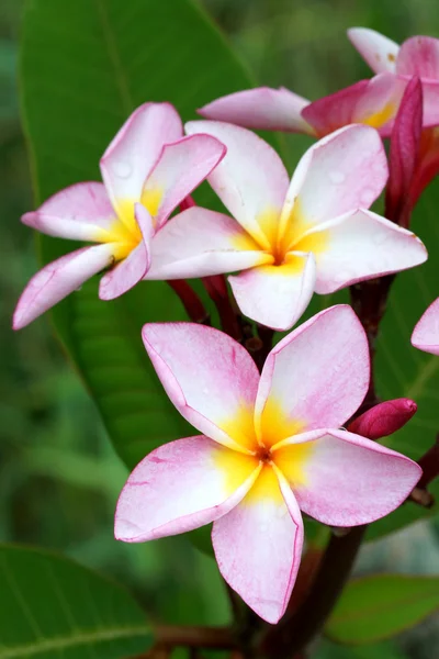 Pembe ve beyaz frangipani çiçek. — Stok fotoğraf