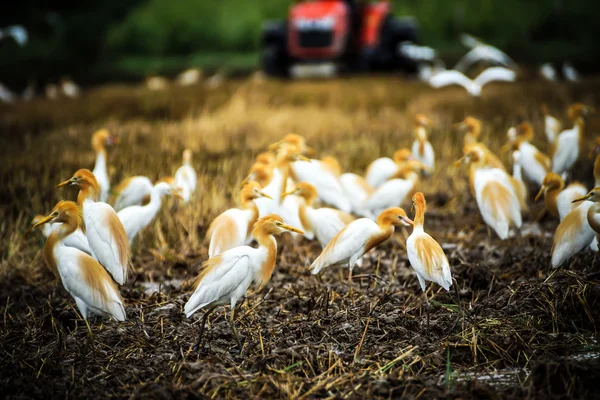 Eastern cattle egret in breeding plumage walking along a rice fi — Stock Photo, Image
