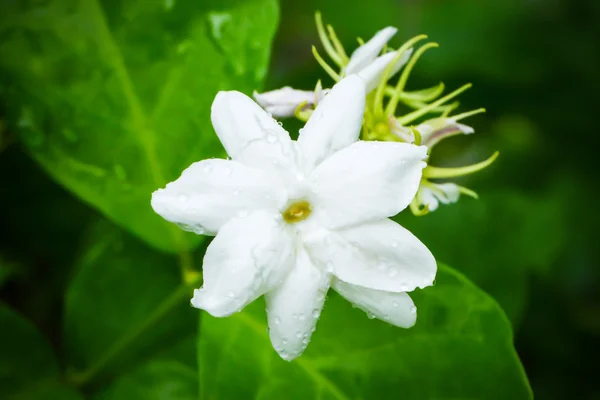 Flor de jasmim — Fotografia de Stock