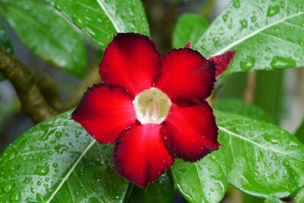 Desert Rose — Stock Photo, Image