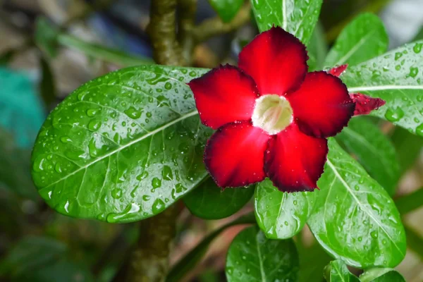 Rosa del deserto — Foto Stock