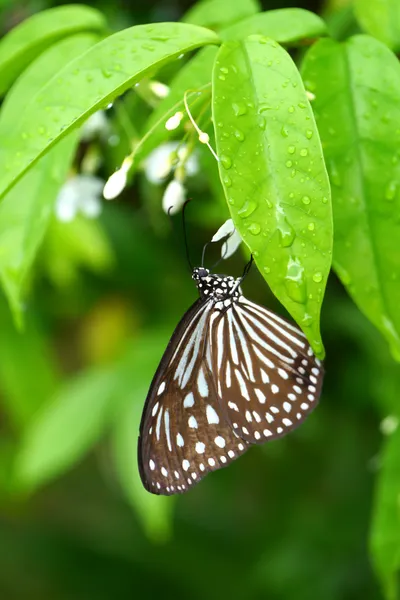 Feuille de papillon avec fond flou . — Photo