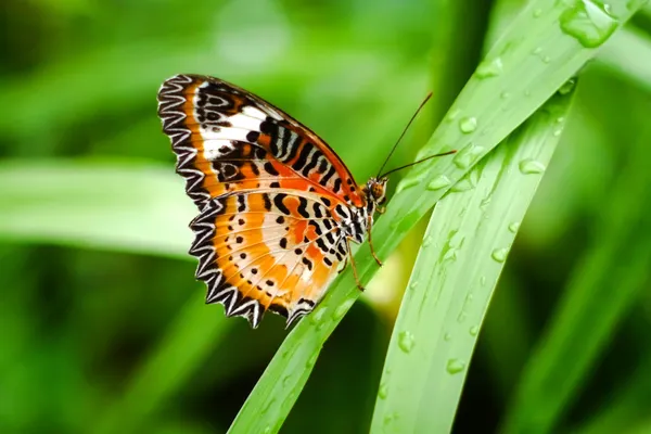 Folha de borboleta com fundo borrado . — Fotografia de Stock