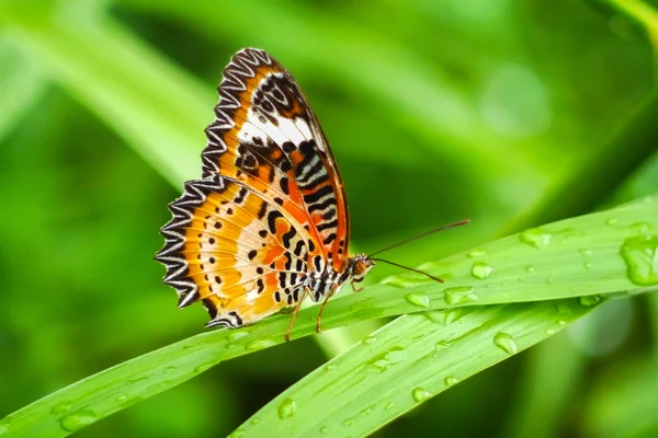 Folha de borboleta com fundo borrado . — Fotografia de Stock