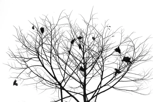 Silhouette branches — Stock Photo, Image