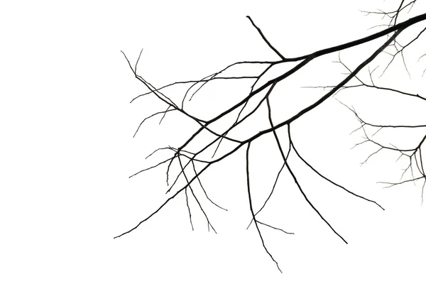 Silhouette branches — Stock Photo, Image