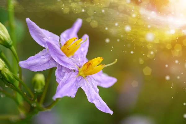 Purple wildflowers. — Stock Photo, Image