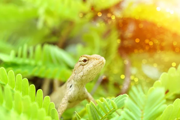 Hnědá chameleon na stromě — Stock fotografie