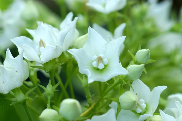 Geurige witte bloemen. — Stockfoto