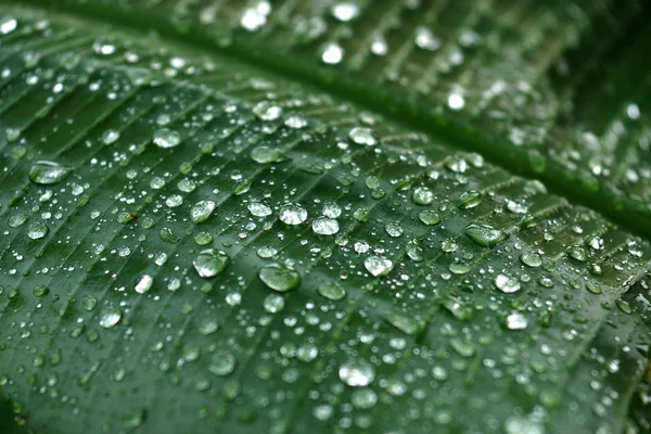 Gotas de agua sobre las hojas de plátano en la temporada de lluvias . —  Fotos de Stock