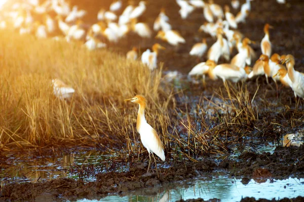 Bovini orientali garzati in allevamento piumaggio passeggiando lungo un riso fi — Foto Stock