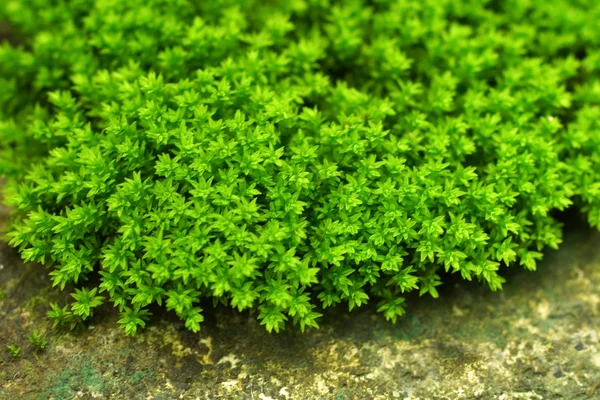 Зеленый мох . — стоковое фото