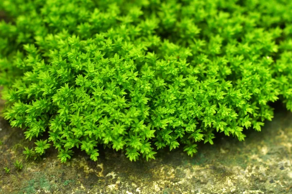 Musgo verde . — Fotografia de Stock