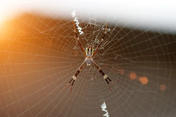 Длинный паук в паутине — стоковое фото
