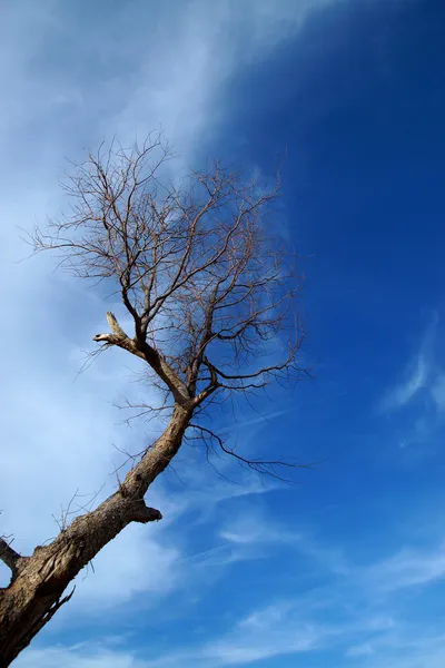 Мертвое дерево на фоне синего неба — стоковое фото
