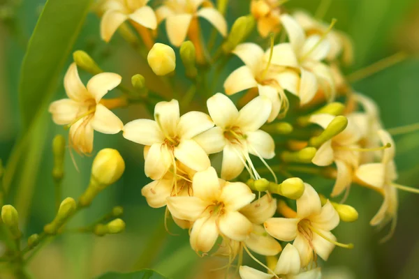 Fragrant yellow flowers (Fragraea fragrans Roxd.). — Stock Photo, Image