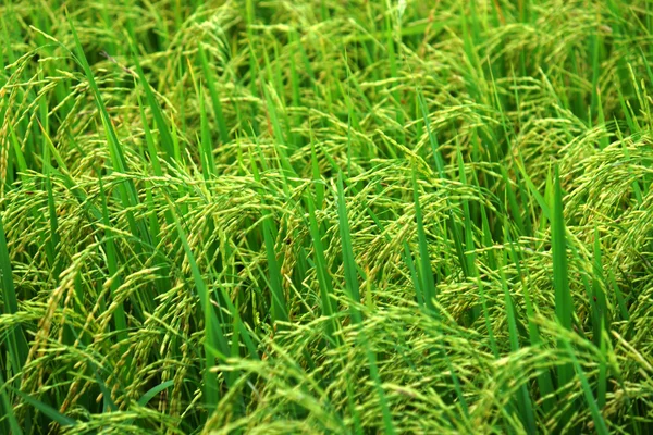 Rice field — Stock Photo, Image