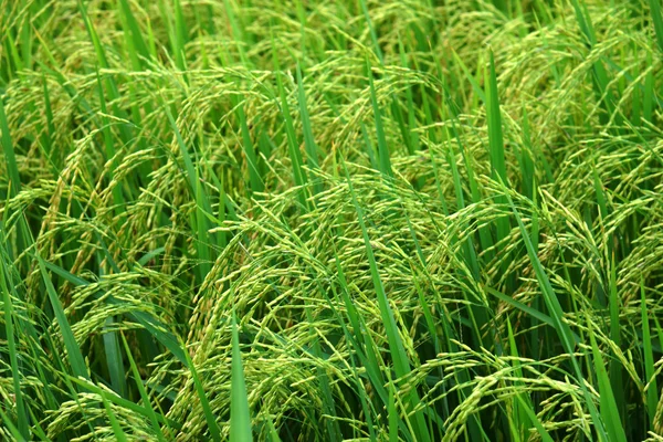 Rice field — Stock Photo, Image