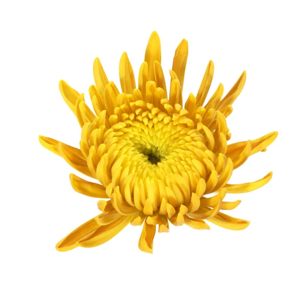 Fleur de chrysanthème — Photo