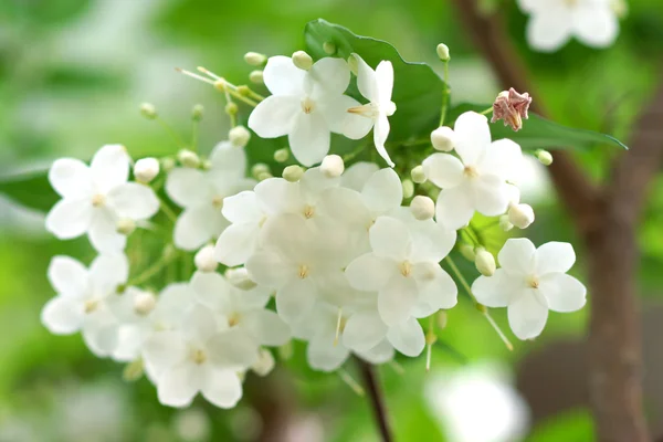 Macro shot of white flowers are fragrant (Wrightia religiosa Ben — Stock Photo, Image