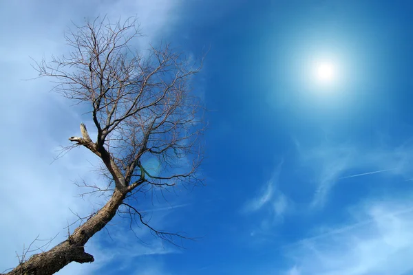 Árbol muerto contra un cielo azul Imagen de archivo
