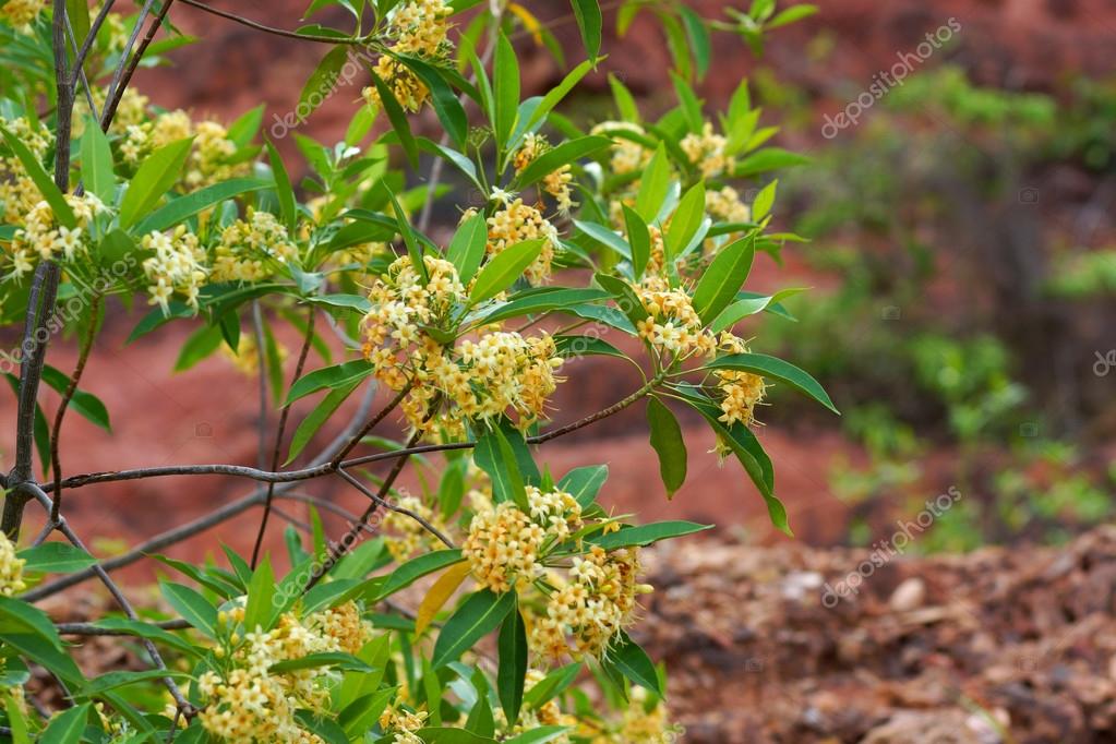 Fragrant yellow flowers (Fragraea fragrans Roxd.). — Stock Photo