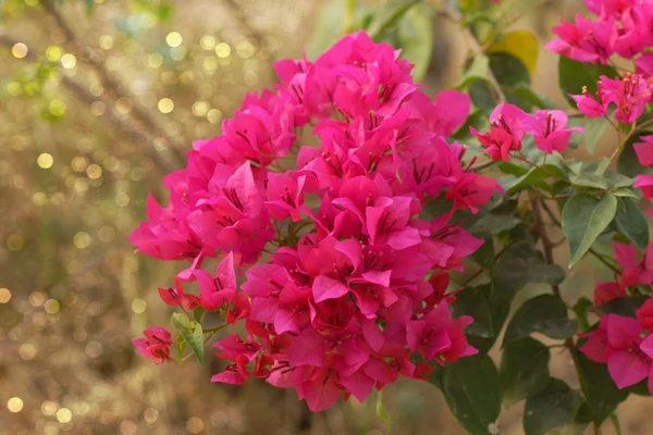 赤いブーゲンビリアの花. — ストック写真