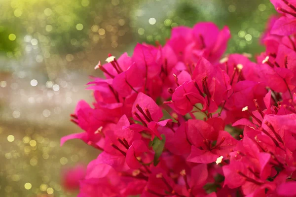 Kırmızı bougainvillea çiçek. — Stok fotoğraf
