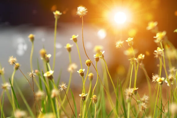 Sementes de Tridax ou flor Margarida Selvagem. (Coldenia procumbens Linn . — Fotografia de Stock